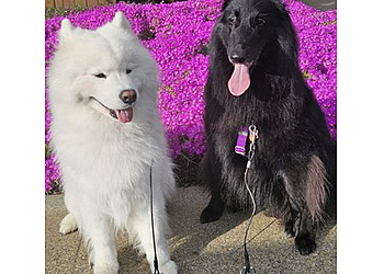 Walnut Creek Pet Grooming Four Paws Grooming