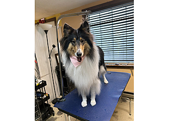 Waterbury Pet Grooming Four Paws Grooming Salon