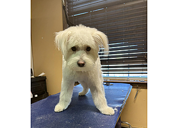 Waterbury Pet Grooming Four Paws Grooming Salon