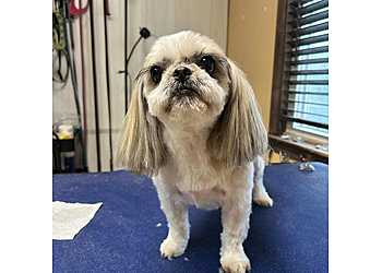 Four Paws Grooming Salon Waterbury Pet Grooming image 1