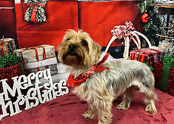 Lowell Pet Grooming Four Paws Only, Inc