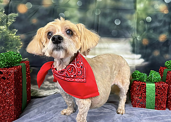 Lowell Pet Grooming Four Paws Only, Inc