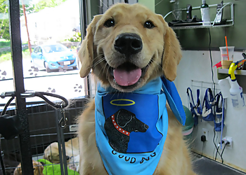 Four Paws Only, Inc Lowell Pet Grooming image 1