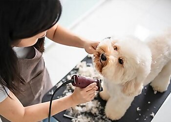 Santa Rosa Pet Grooming Four Paws Pet Ranch