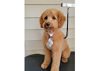 Newport News Pet Grooming Foxy Roxy Grooming Salon