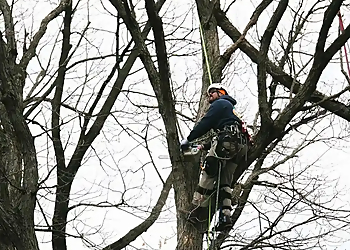 Cedar Rapids Tree Services Franks Tree Service