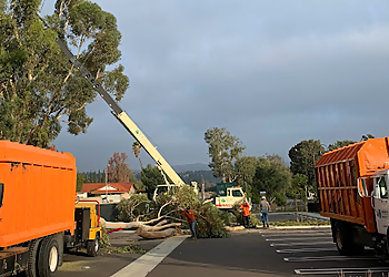 Anaheim Tree Services Freddy's Tree Service