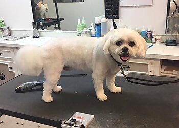 Akron Pet Grooming Freshcuts Salon & Mobile Dog Grooming