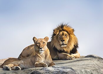 Fresno Places To See Fresno Chaffee Zoo