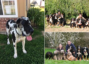 Fresno Dog Walkers Fresno Pet Pleasure