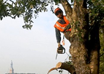 Jersey City Tree Services Friendly Tree Experts