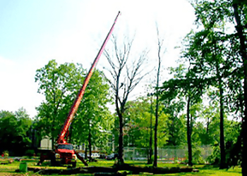 Jersey City Tree Services Friendly Tree Experts