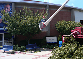 Friendly Tree Experts Jersey City Tree Services image 1