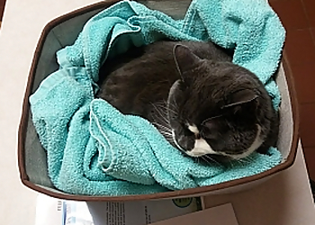 Fort Collins Veterinary Clinics Friendship Hospital for Animals