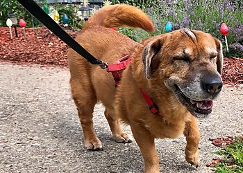 Indianapolis Dog Walkers Frisky Business Pet Care