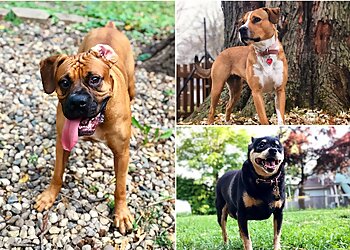 Indianapolis Dog Walkers Frisky Business Pet Care