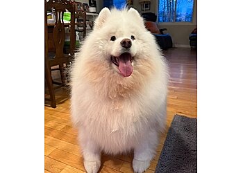 Alexandria Pet Grooming From Head to Tail Grooming Spa