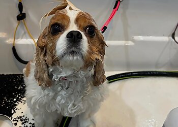 Alexandria Pet Grooming From Head to Tail Grooming Spa