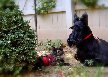 Albuquerque Dog Walkers From Wags To Whiskers