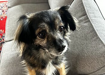 Albuquerque Dog Walkers From Wags To Whiskers