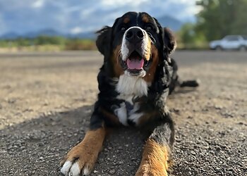 Boulder Dog Training Front Range Dog Training