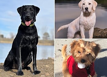 Boulder Dog Training Front Range Dog Training