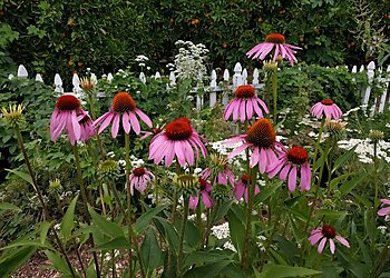 Fullerton Places To See Fullerton Arboretum