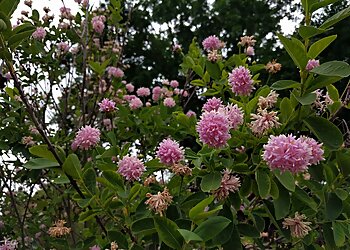 Fullerton Places To See Fullerton Arboretum