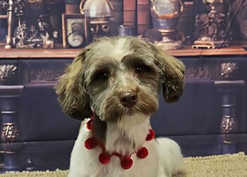 Columbus Pet Grooming Fur-Baby Pet Services LLC