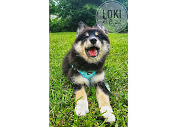 Dog grooming salon in Winston Salem