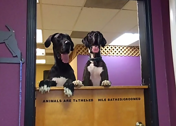 Colorado Springs Pet Grooming Fur and Feathers Pet Grooming