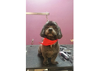 Colorado Springs Pet Grooming Fur and Feathers Pet Grooming