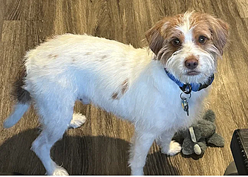 Fur and Feathers Pet Grooming Colorado Springs Pet Grooming Fur and Feathers Pet Grooming