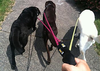 Irving Dog Walkers Furbabies Dog Walkers, Runners and Pet Sitters