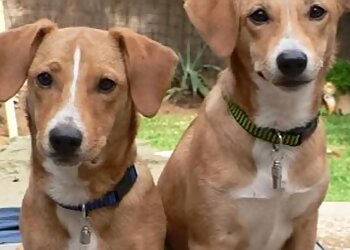 Irving Dog Walkers Furbabies Dog Walkers, Runners and Pet Sitters