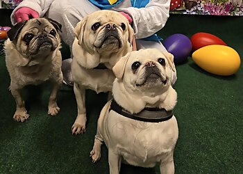 Columbus Dog Walkers Furball Fitness Dog Walking & Pet Care,LLC