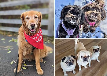 Columbus Dog Walkers Furball Fitness Dog Walking & Pet Care,LLC