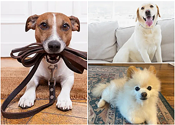 Houston Dog Walkers Furever Friends Pet Sitting, LLC