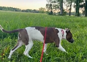 Baton Rouge Dog Walkers Furkid Sitting & Services LLC