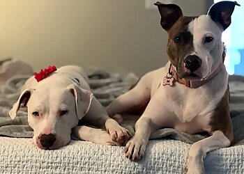 Baton Rouge Dog Walkers Furkid Sitting & Services LLC