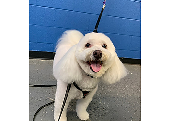 Sacramento Pet Grooming Fur-nando's Groom Room