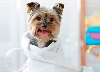 Sacramento Pet Grooming Fur-nando's Groom Room