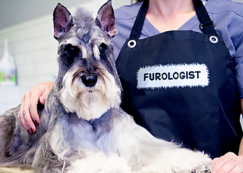 St Petersburg Pet Grooming Furology Pet Grooming