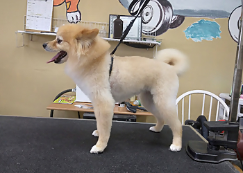 Santa Ana Pet Grooming Furr Paradise Santa Ana, LLC