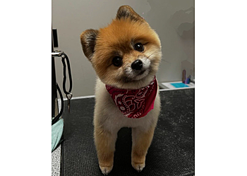 Gilbert Pet Grooming Furry Beginnings