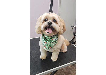 Worcester Pet Grooming Furry Essentials Grooming Salon