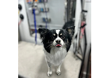 Detroit Pet Grooming Furry Land Mobile Grooming Detroit