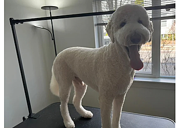 Cambridge Pet Grooming Furry Styles Dog Care & Grooming
