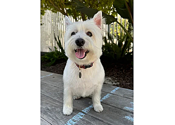 Cambridge Pet Grooming Furry Styles Dog Care & Grooming