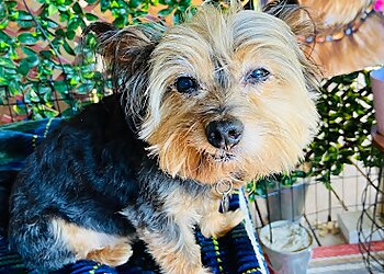 Atlanta Pet Grooming Furside East Atlanta